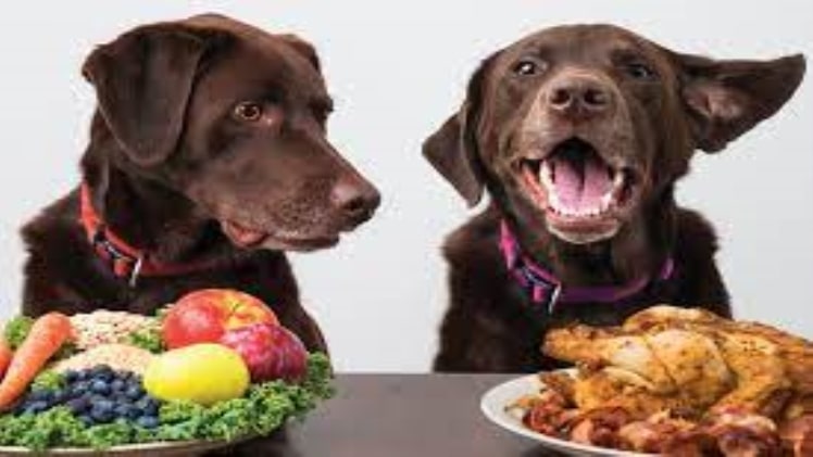 Tips to Improve Dog’s Diet